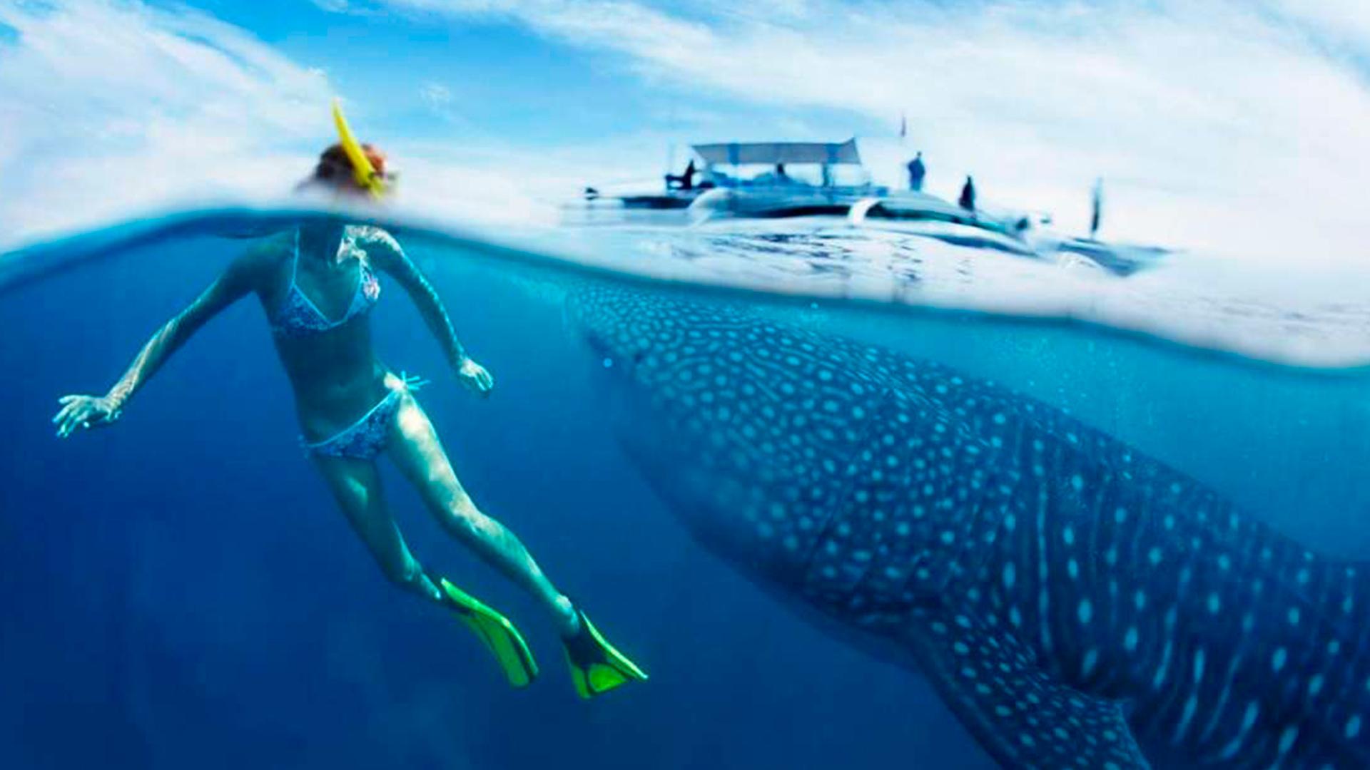 The best season to swim with whale sharks in Isla Mujeres